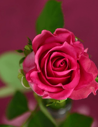 Cheryl C. Tignor Obituary